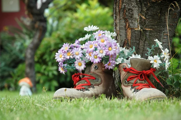 Flowers in old shoes with red shoelaces on lawn — Stock Photo, Image