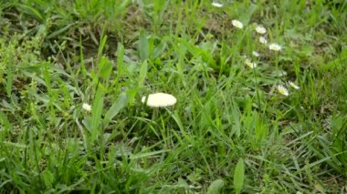 yaşlı kadın malzeme çekme mantar