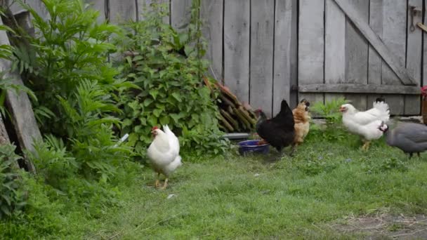 Los pollos beben agua — Vídeo de stock