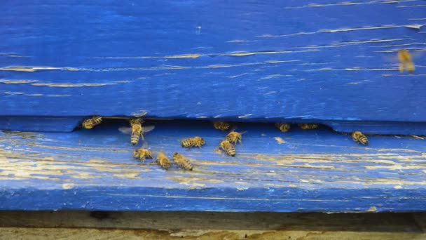 Entrada de abeja en colmena azul — Vídeo de stock