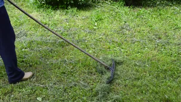 Raking hay — Stock Video