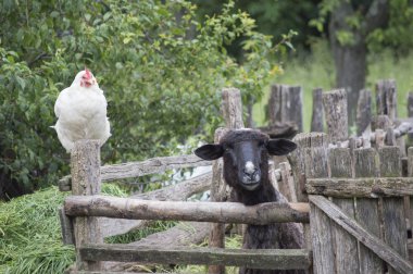 Curious chicken and sheep watching at camera clipart
