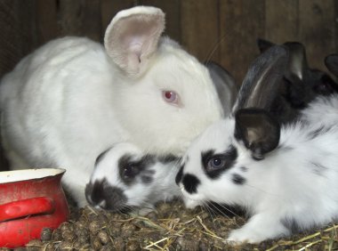 üç küçük tavşan