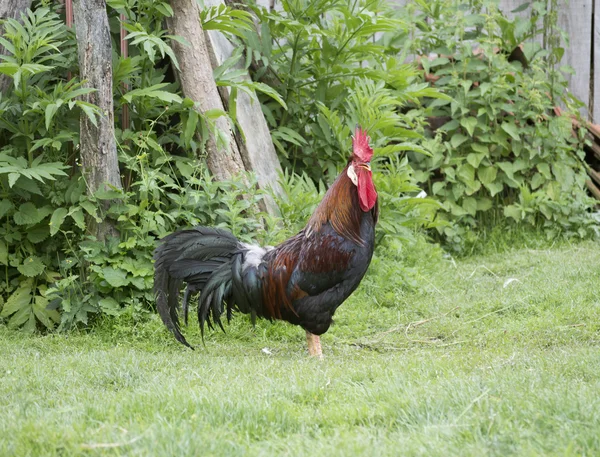 Coq regardant à la caméra — Photo