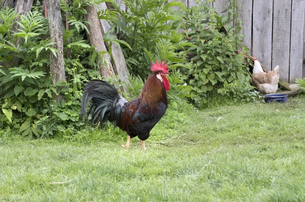 Coq avec poulet à l'arrière — Photo