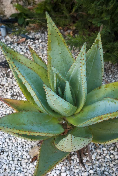 Aloe plant — Stock Photo, Image