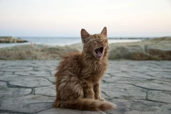 Sbadigliare gatto al tramonto Fotografia Stock