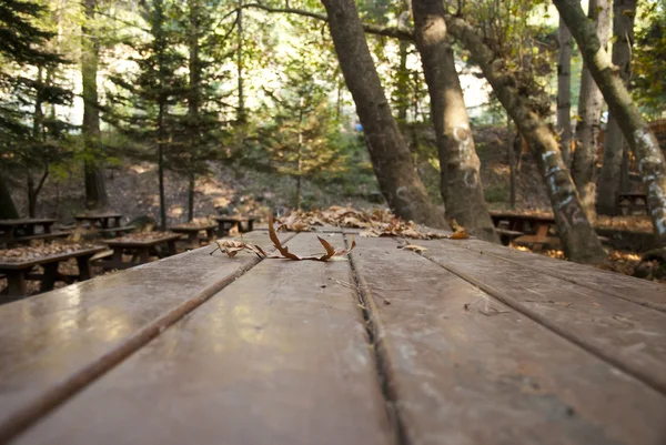 Quercia foresta picnic sito — Foto Stock