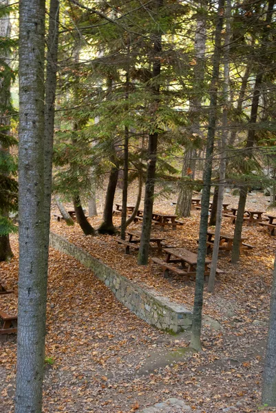 Oak forest picnic site — Stock Photo, Image
