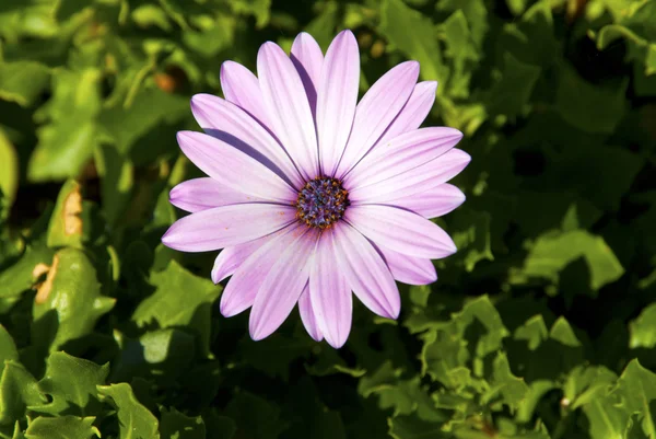 Flor rosa-púrpura - margarida — Fotografia de Stock