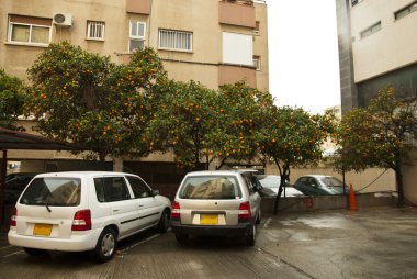 portakal ağaçlarının altında yer otopark.