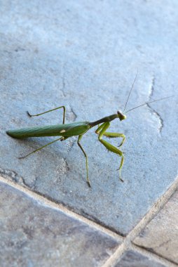 ıslak zeminde peygamber devesi