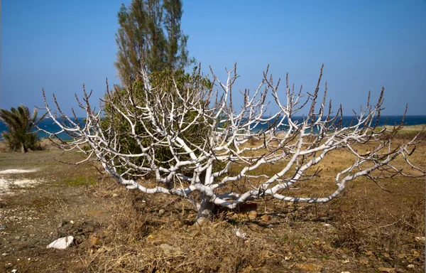 Árbol muerto crecer de nuevo — Foto de Stock