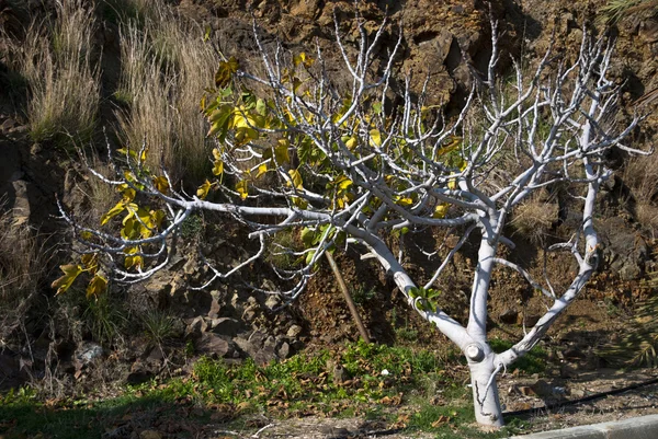 Fig tree — Stock Photo, Image