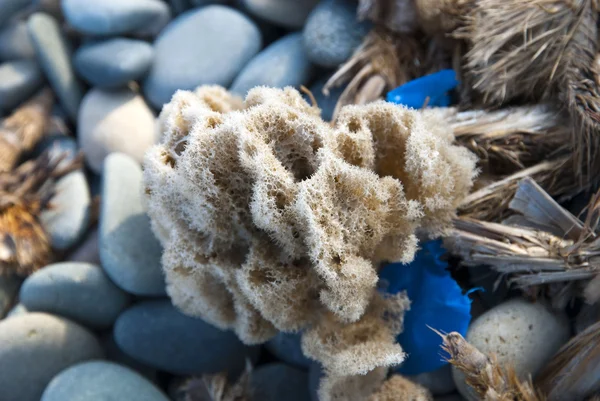 Sea sponge - Porifera