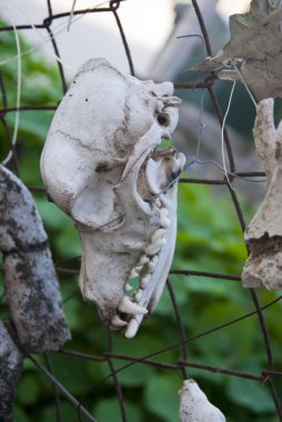 kavanoz içinde korunmuş sürüngenler topluluğu