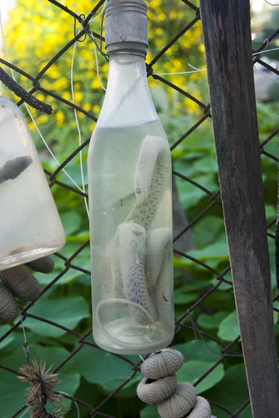 Colection of preserved reptiles in jars — Stock Photo, Image