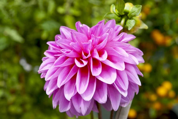 Mercado das flores — Fotografia de Stock