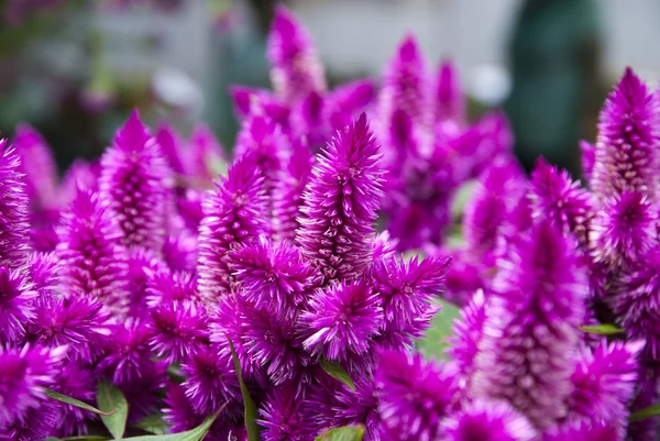 Flower market Stock Photo