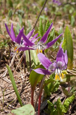 Erythronium sibiricum