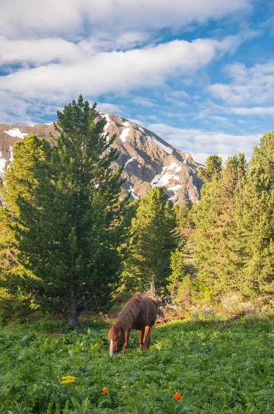 Morning in mountains — Stock Photo, Image