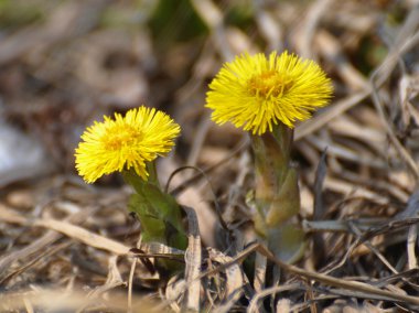 çiçek coltsfoot