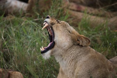 serengeti üzerinde esneme dişi aslan