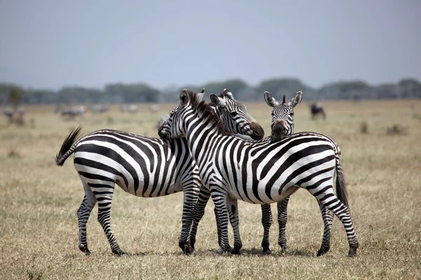 Trzy zebry na poszukiwania w serengeti national park — Zdjęcie stockowe