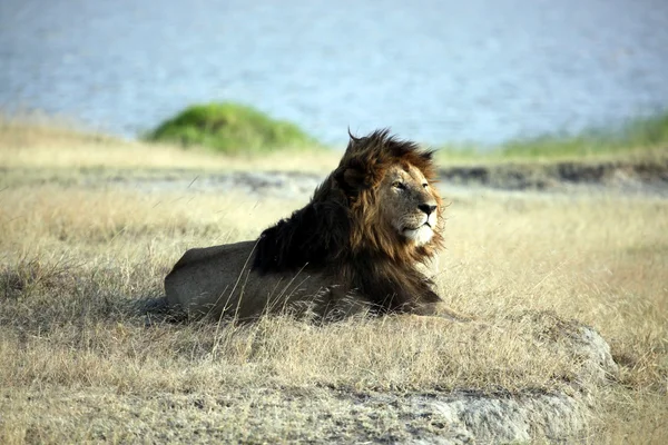 Oudere leeuw van ngorongoro krater Rechtenvrije Stockfoto's