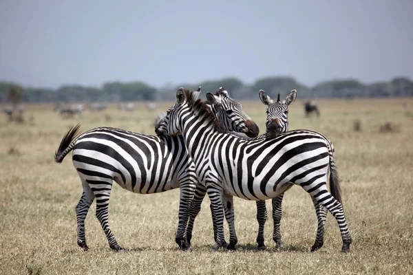 Drie Zebra's op de uitkijk in serengeti national park Stockfoto