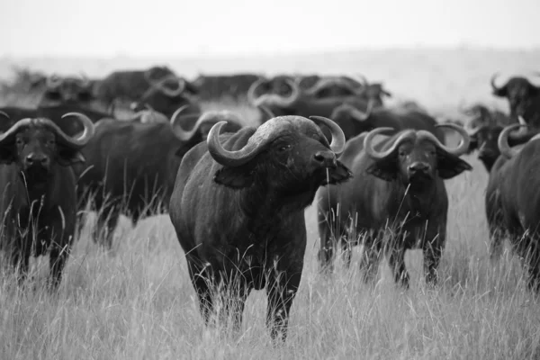 Afrikaanse buffels aanpak op de serengeti Stockfoto