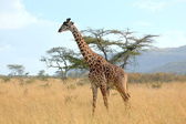 cestovní žirafa