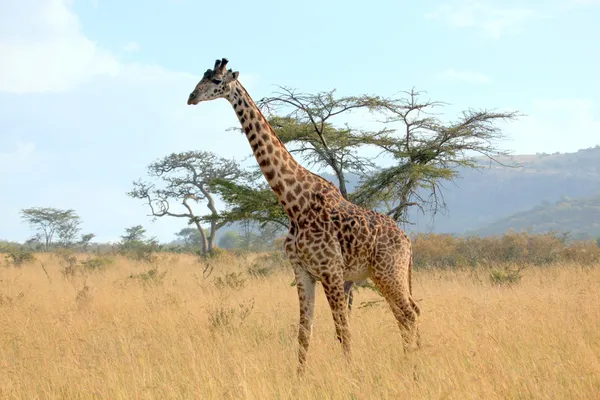 Giraffe Stock Photos, Royalty Free Giraffe Images | Depositphotos