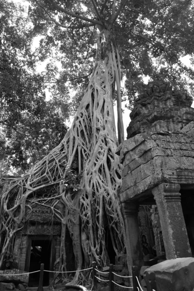 El árbol de algodón de seda y la higuera estranguladora - Ta Prohm, Camboya — Foto de Stock