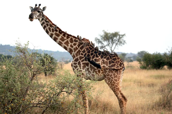 A Giraffe and His Feathered Friends — Stock Photo, Image