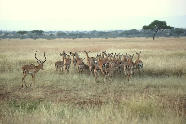 Az impala RAM-mal és a csorda - serengeti, Tanzánia — Stock Fotó