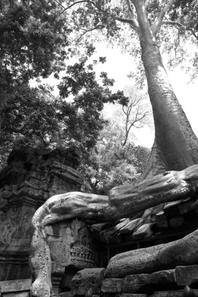 Cambio y ascenso - Los árboles de algodón de seda de Ta Prohm, Camboya —  Fotos de Stock