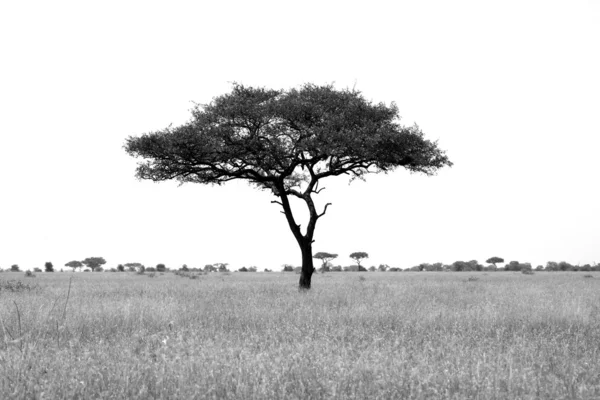 De eenzame umbrella tree Stockfoto
