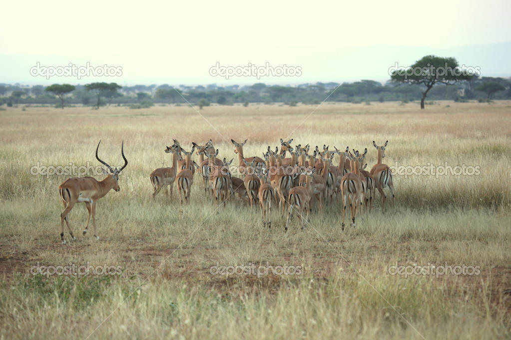 An Impala Ram and His Herd - Serengeti, Tanzania