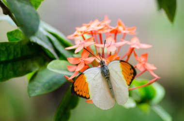 büyük portakal uç