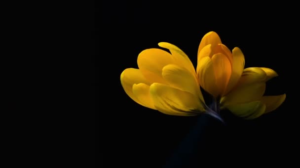 žluté krokusy kvetou. časová prodleva v studio