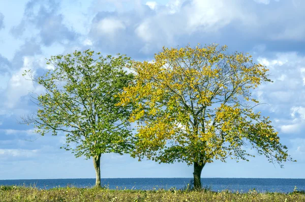 Dos árboles a orillas del mar Imagen De Stock