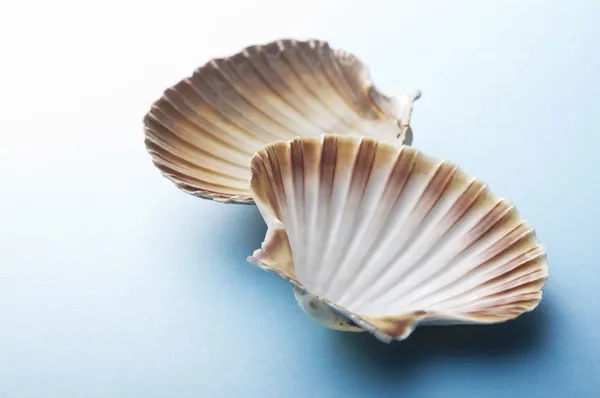 Mavi arka planda deniz kabukları