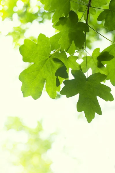 mano sosteniendo el fondo de la hoja y jardín de té té