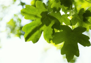 mano sosteniendo el fondo de la hoja y jardín de té té