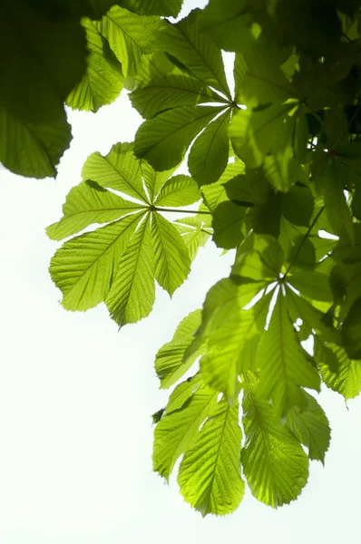 kestane rengi yeşil yaprakları