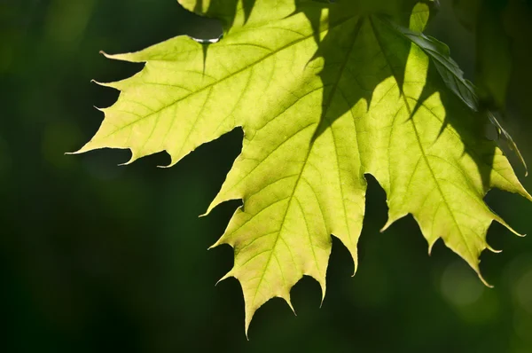 akçaağaç yaprağı