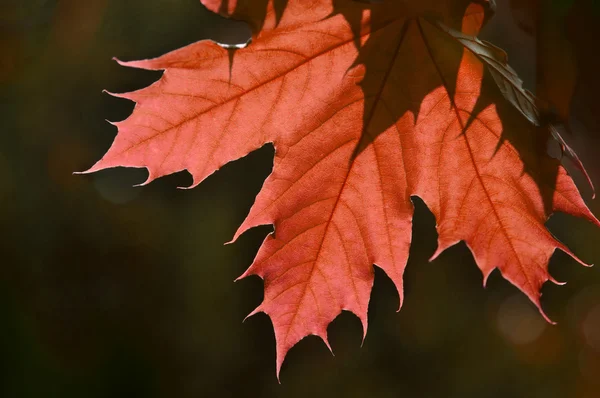 akçaağaç yaprağı