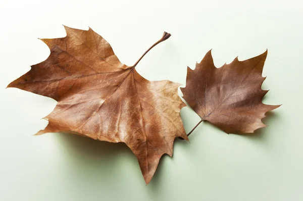 Sonbaharda akçaağaç yaprağı yeşil bir arka plan üzerinde