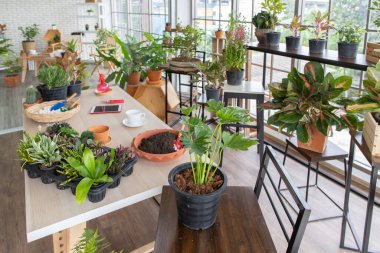 Evde ağaç dikme köşeleri hobi yapmak ve rahatlamak için..